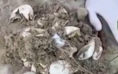 50 Eggs Hatch in Turtle Nest on Basil Bay